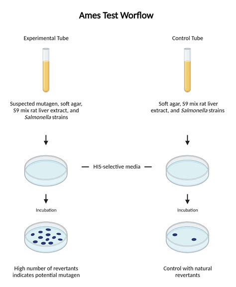 Microbial Mutagenicity Assay: Ames Test.